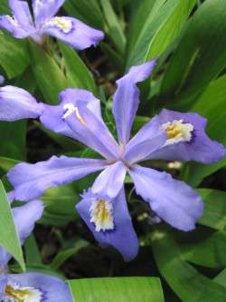 Iris - cristata Blue